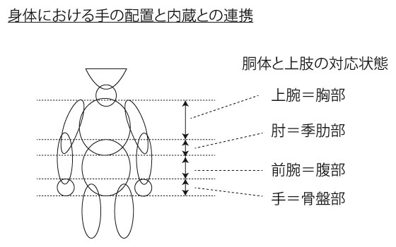 上肢と胴体の関係